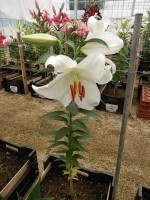 [4425 PO24 Monroe No01.JPG]